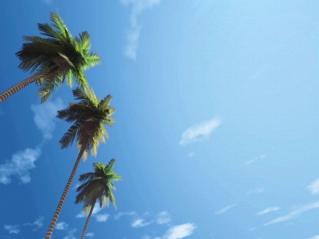 http://www.sussexpalms.com/